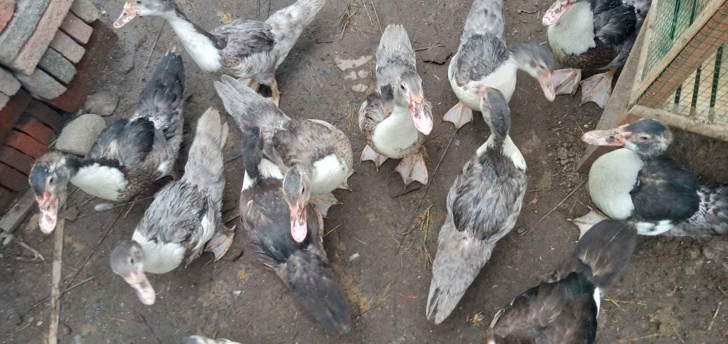 Jual beli Entok, basur ,Ayam,bebek, sampang maos adipala | Facebook