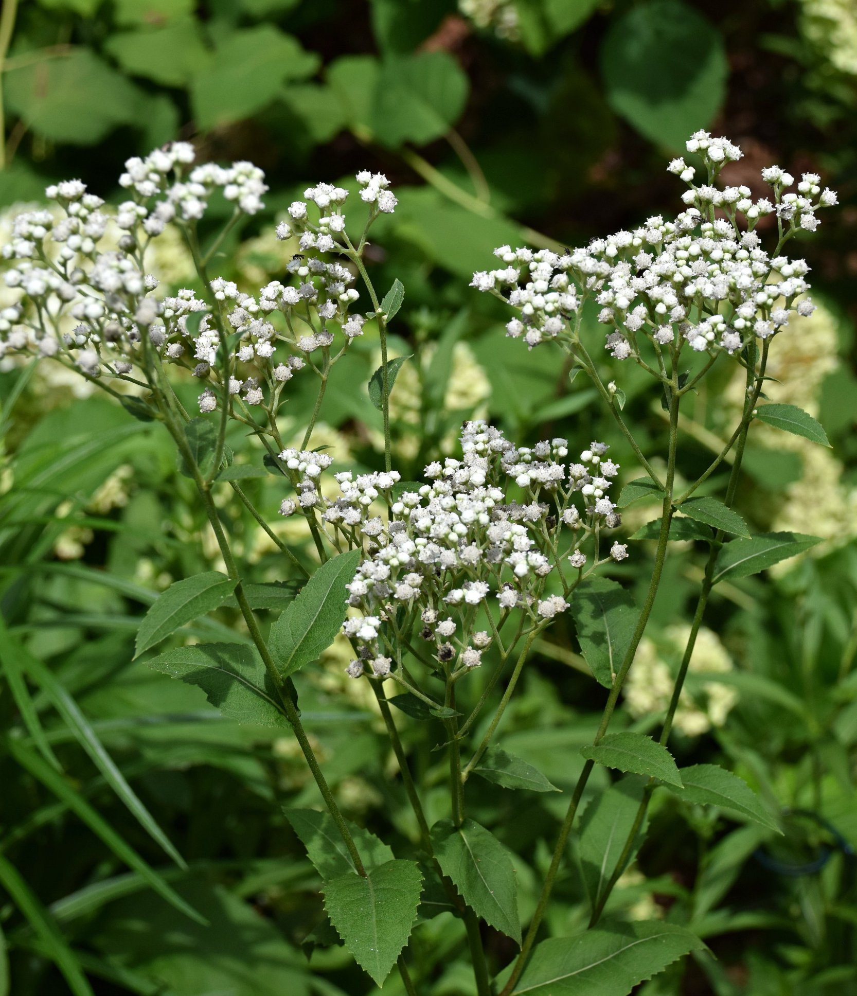 Georgia - Wild quinine (Parthenium integrifolium) is a plant of sunny ...