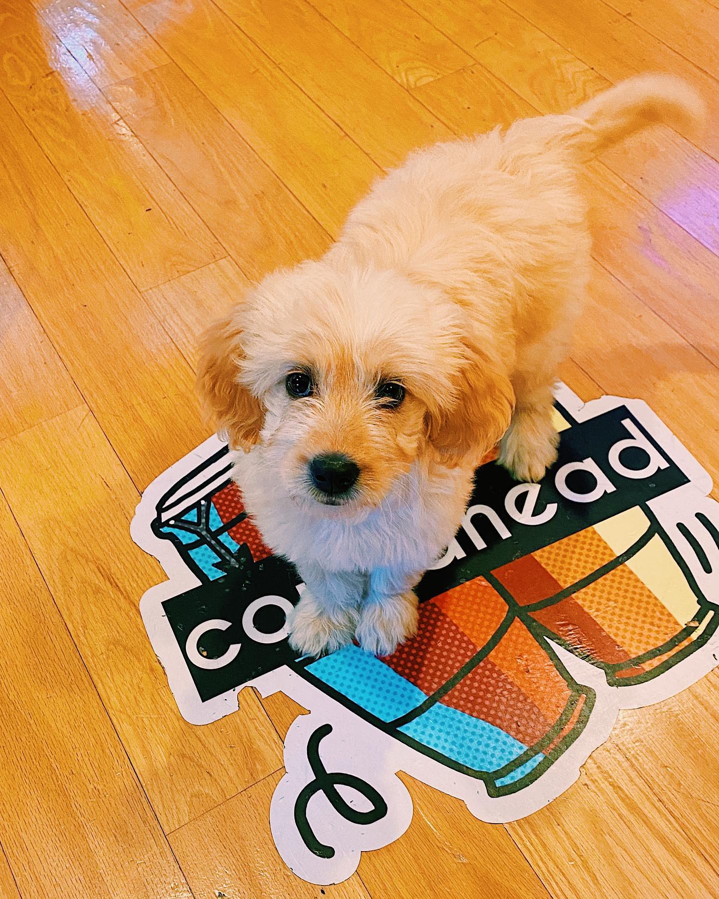 Congahead - Please help me welcome our new member of the...