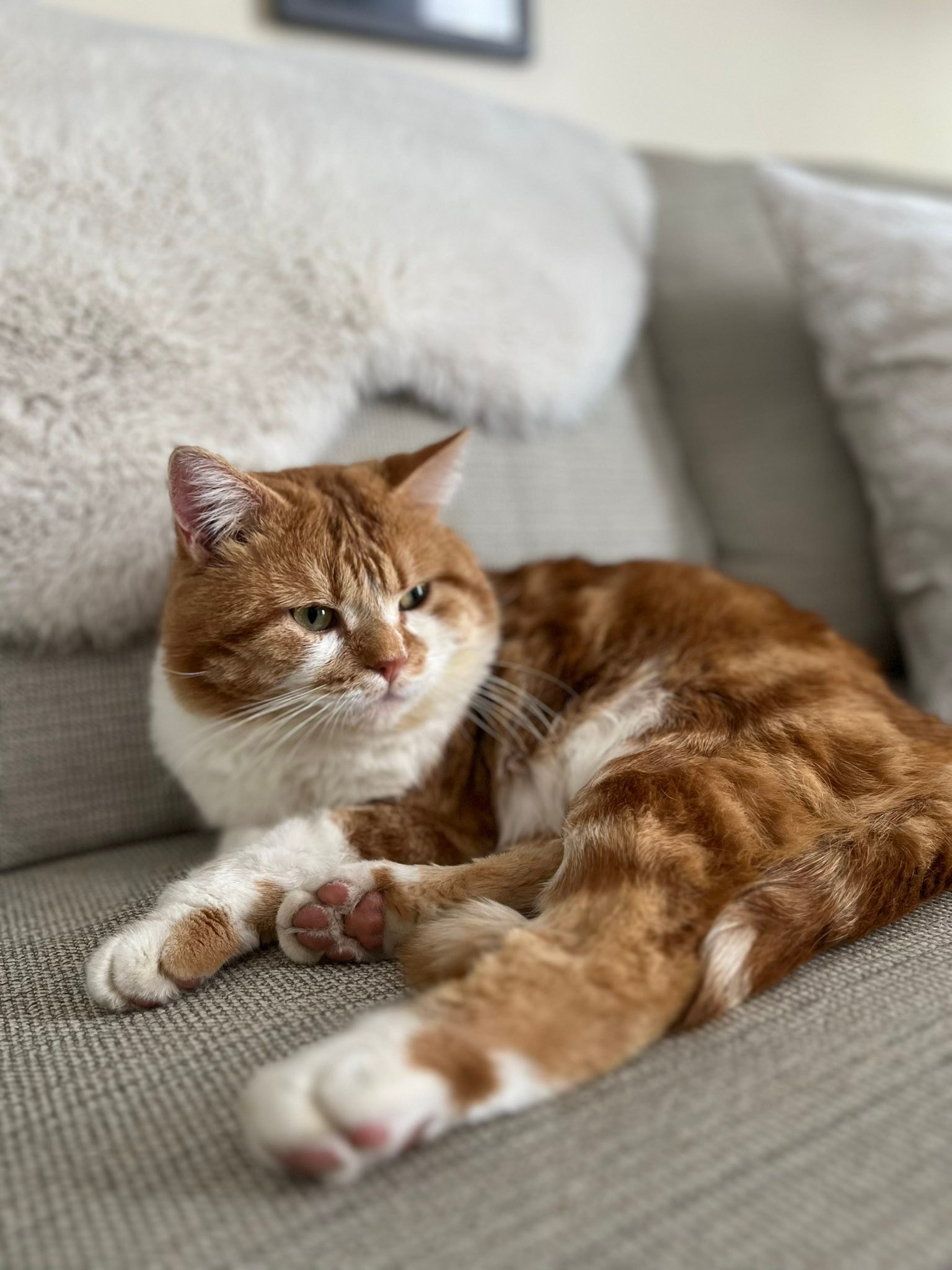 Lost cat Oliver in Russell, ON on MacDougall St