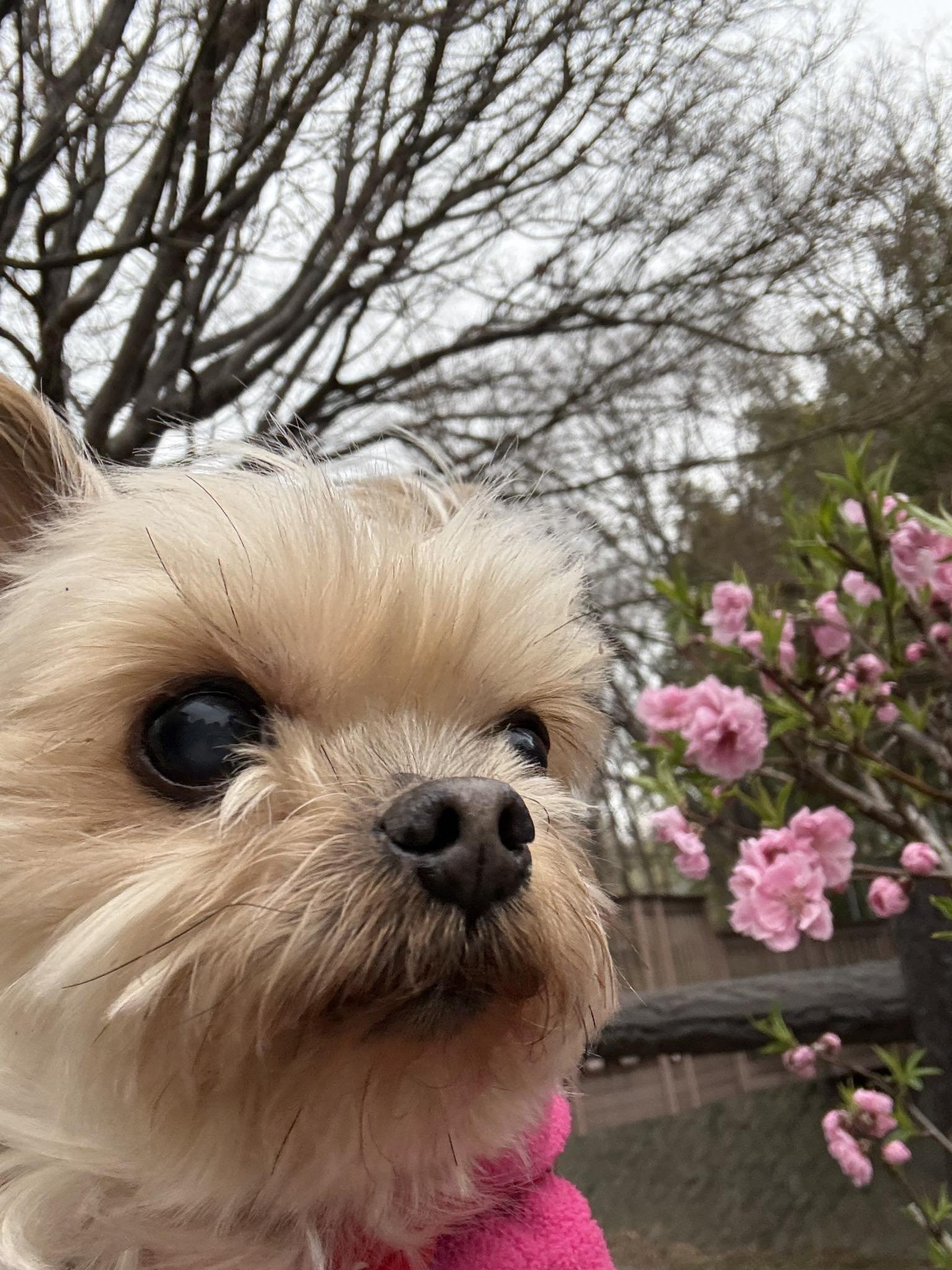 黄昏中のポロンちゃん🤭