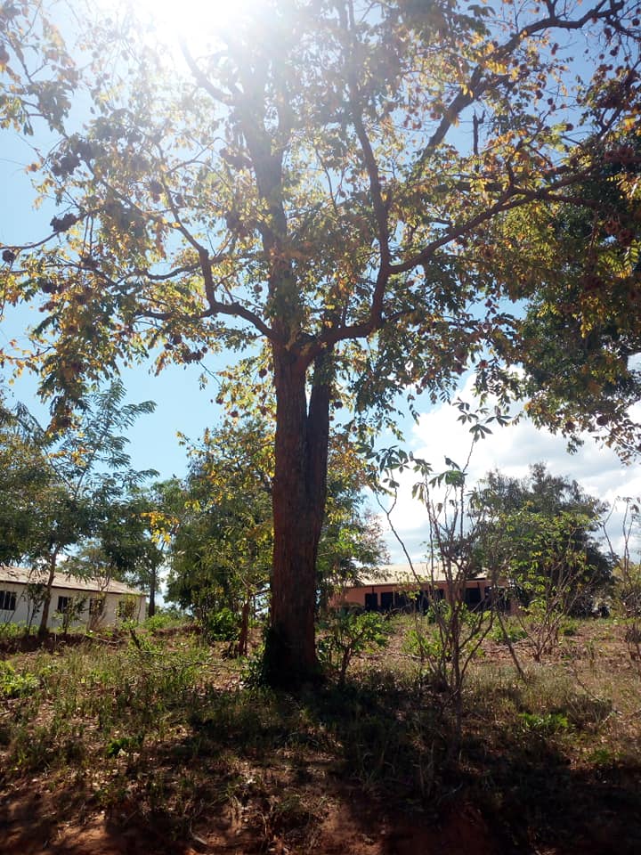 Mjumita - Mninga (pretocarpus angolenses) ni mti wa pekee... | Facebook