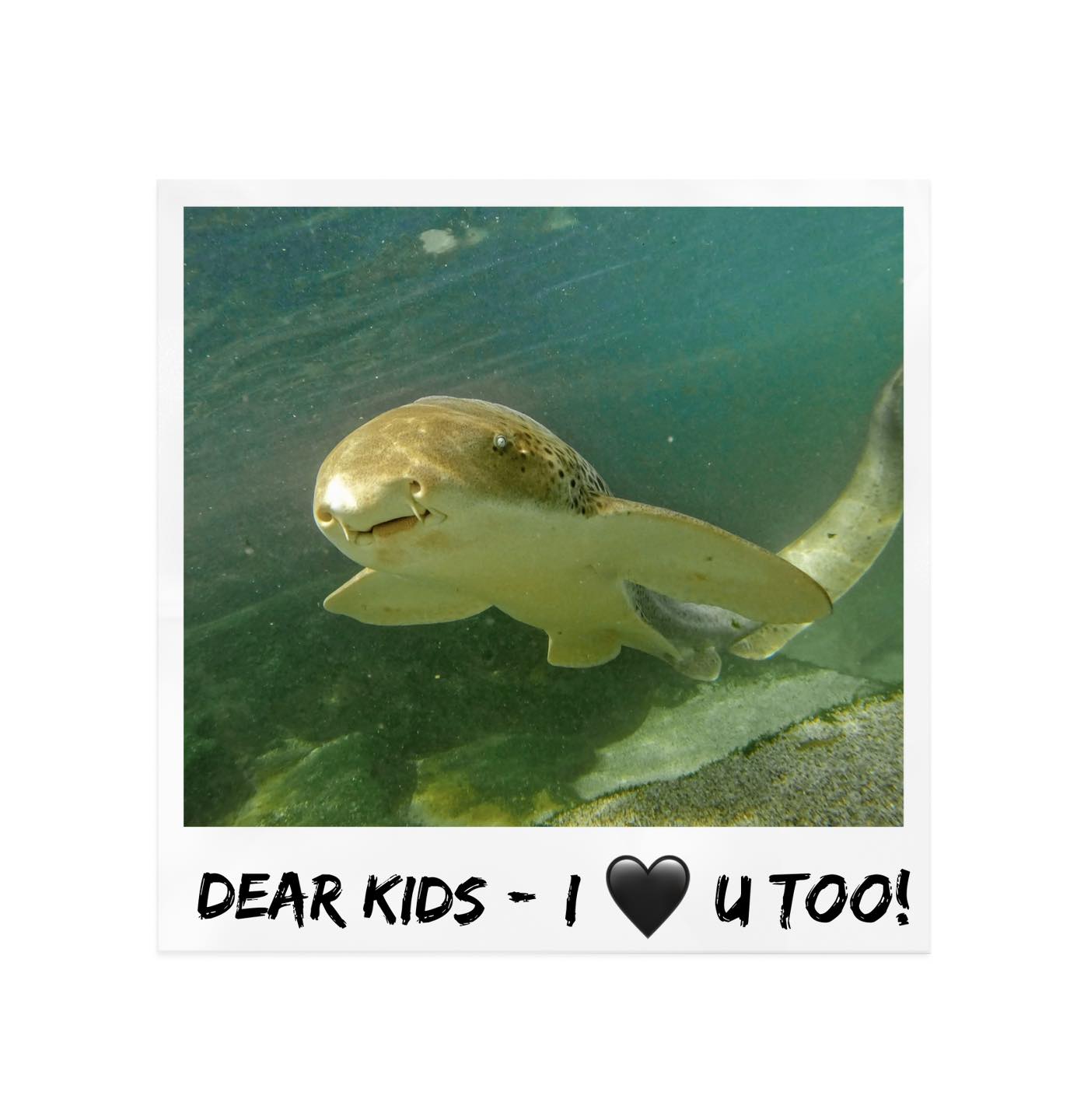 Our gorgeous zebra... - Irukandji Shark & Ray Encounters | Facebook
