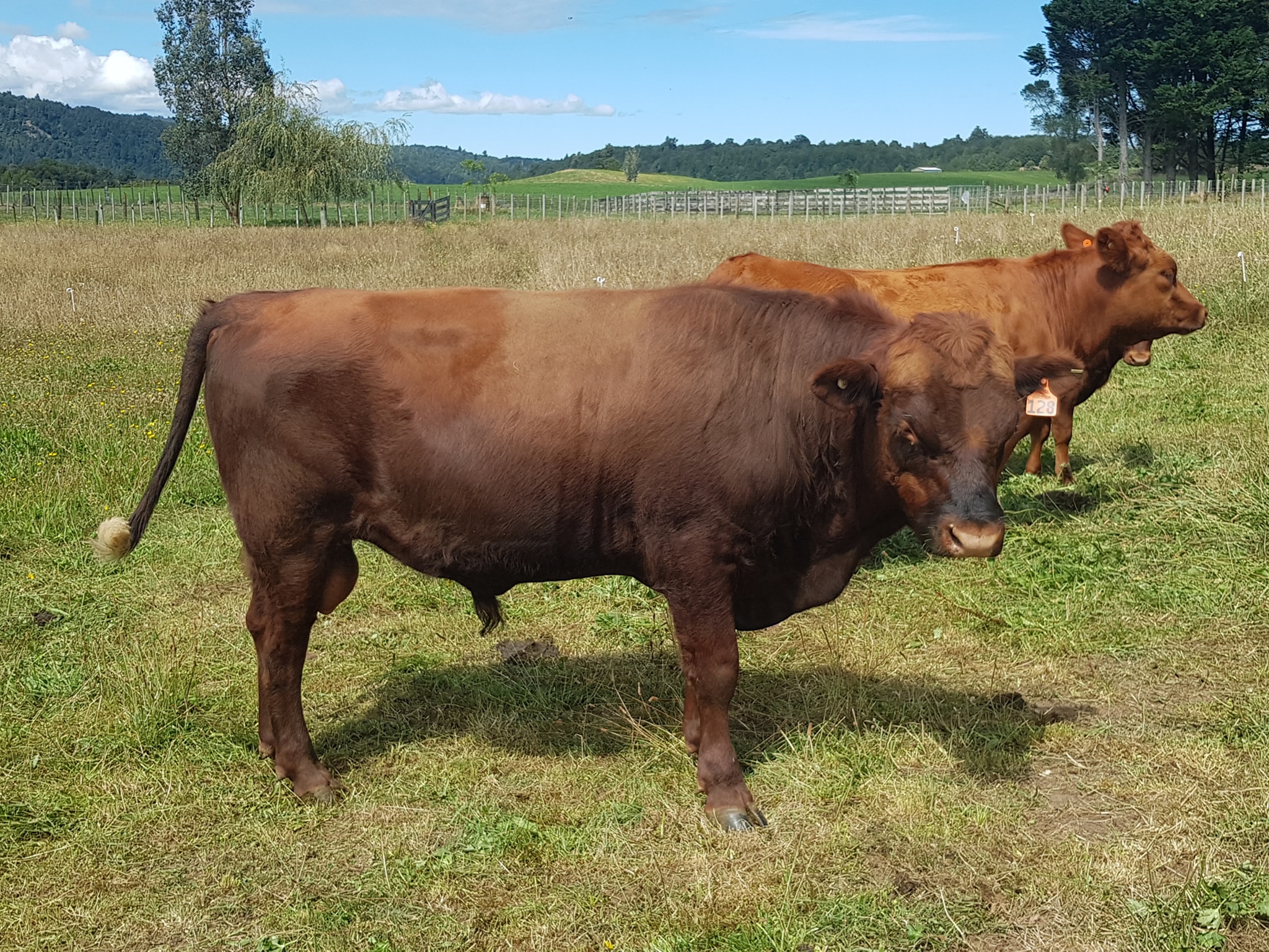 Whakapapa - Sold Whakapapa Dream Comrade (our first Dexter herd book ...
