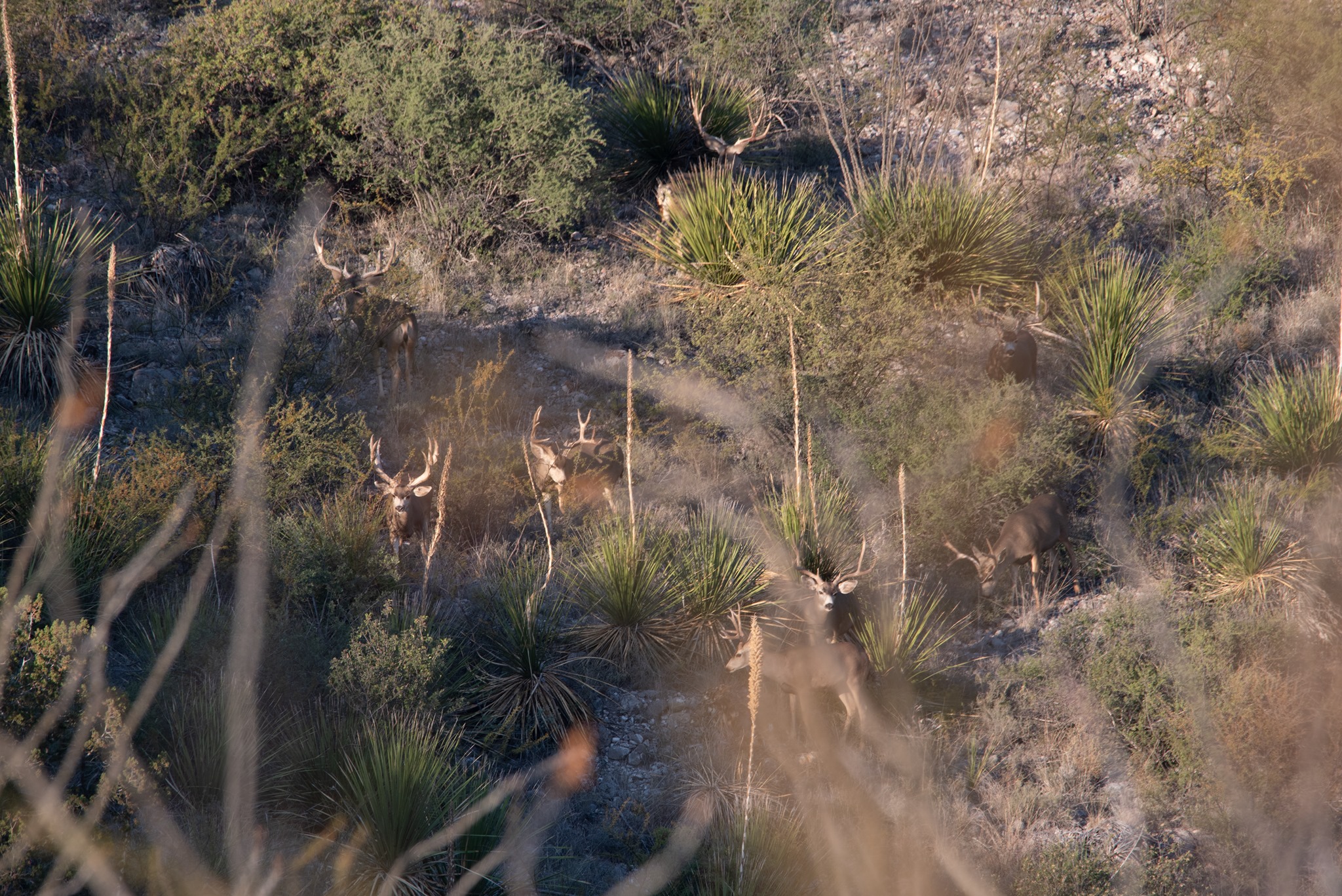 Santa Rosa Hunting Ranch