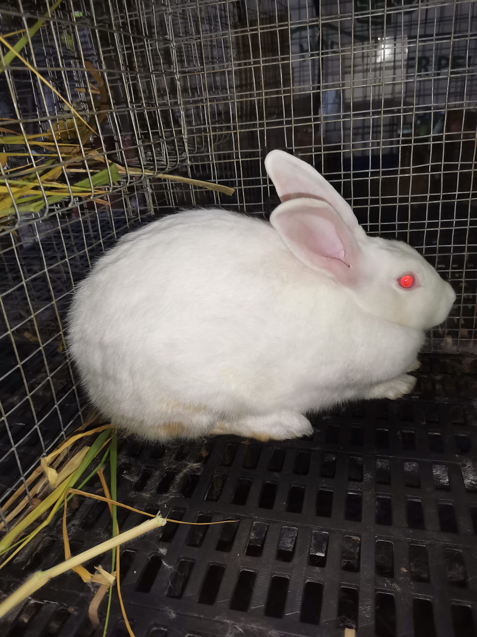 For rehoming, rush s a l e... - PJ'S Backyard Rabbit Farm