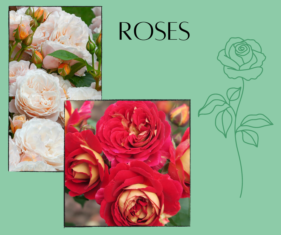 All our roses are in! They are finally... - Woodend Nurseries