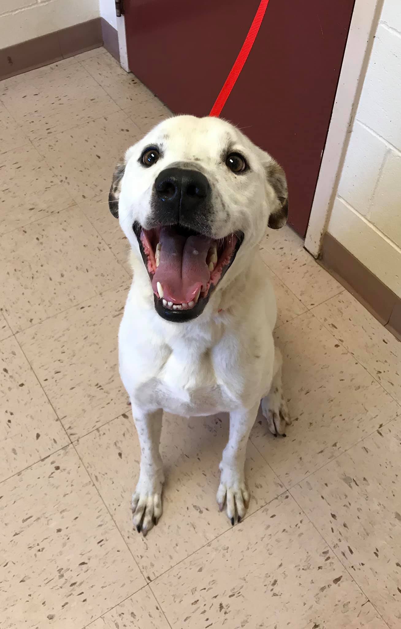 Florida Pointer Rescue | New Smyrna Beach FL