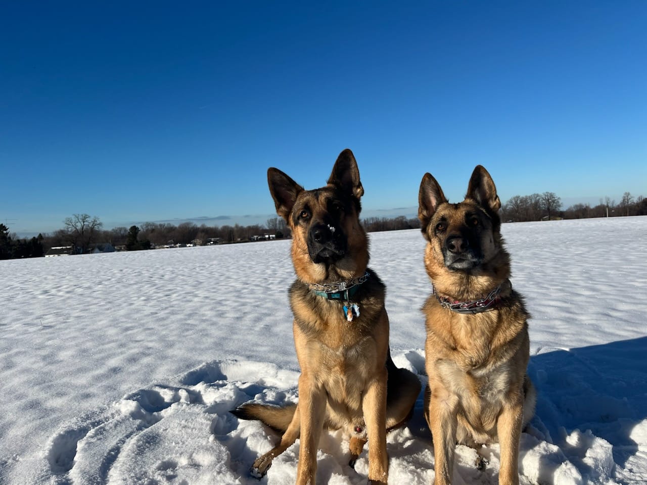 Beautiful German Shepherd & Pups 2026 Calendar Contest | Facebook