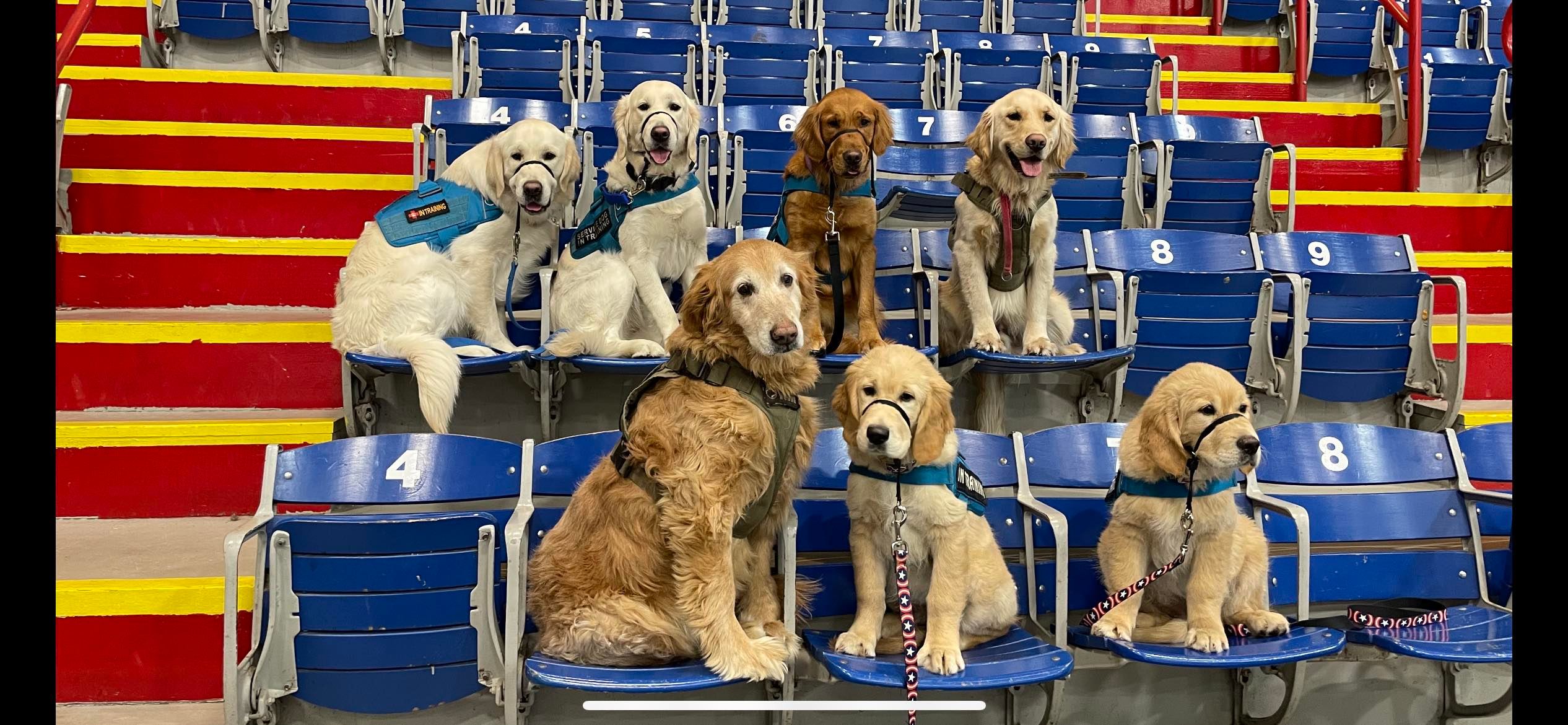 Mission Working Dogs - Home