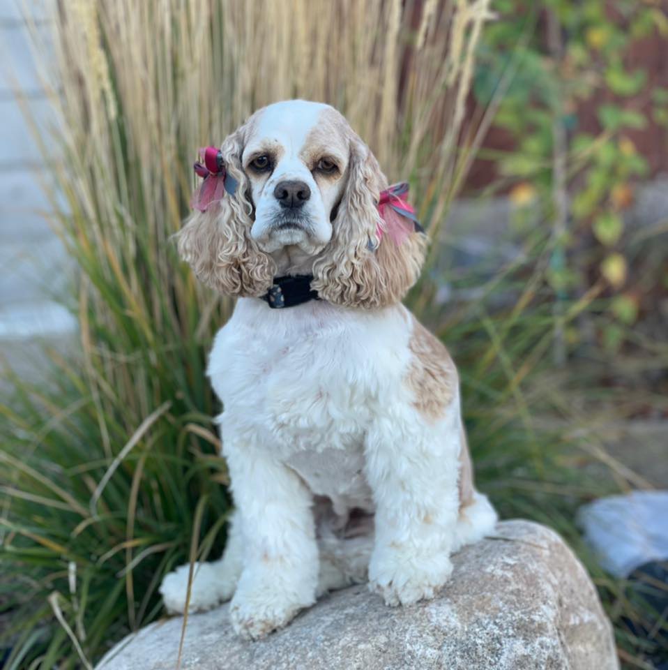 Northern Nevada Cocker... - Northern Nevada Cocker Spaniels