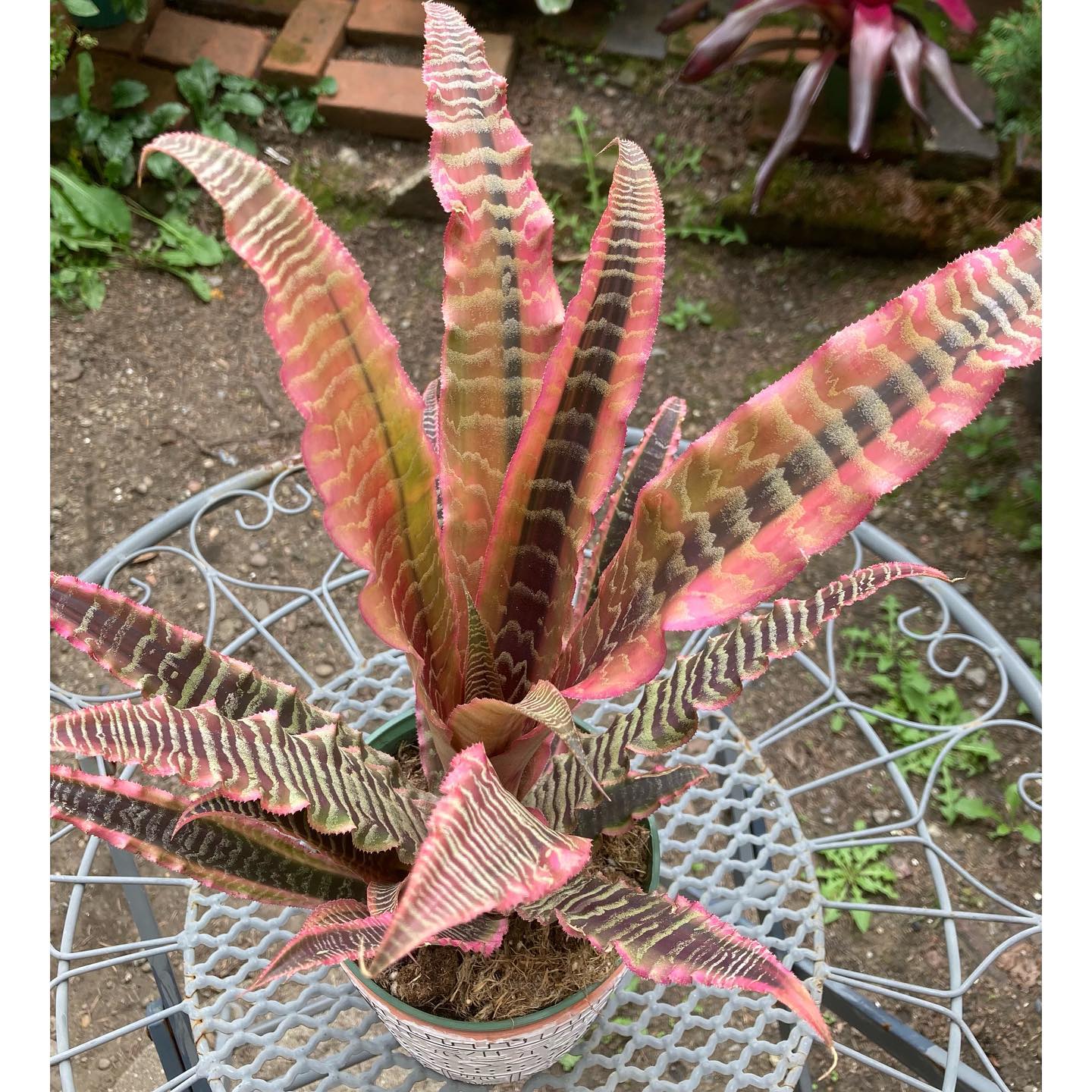 Cryptanthus 'Love Potion # 9' ready to bloom.