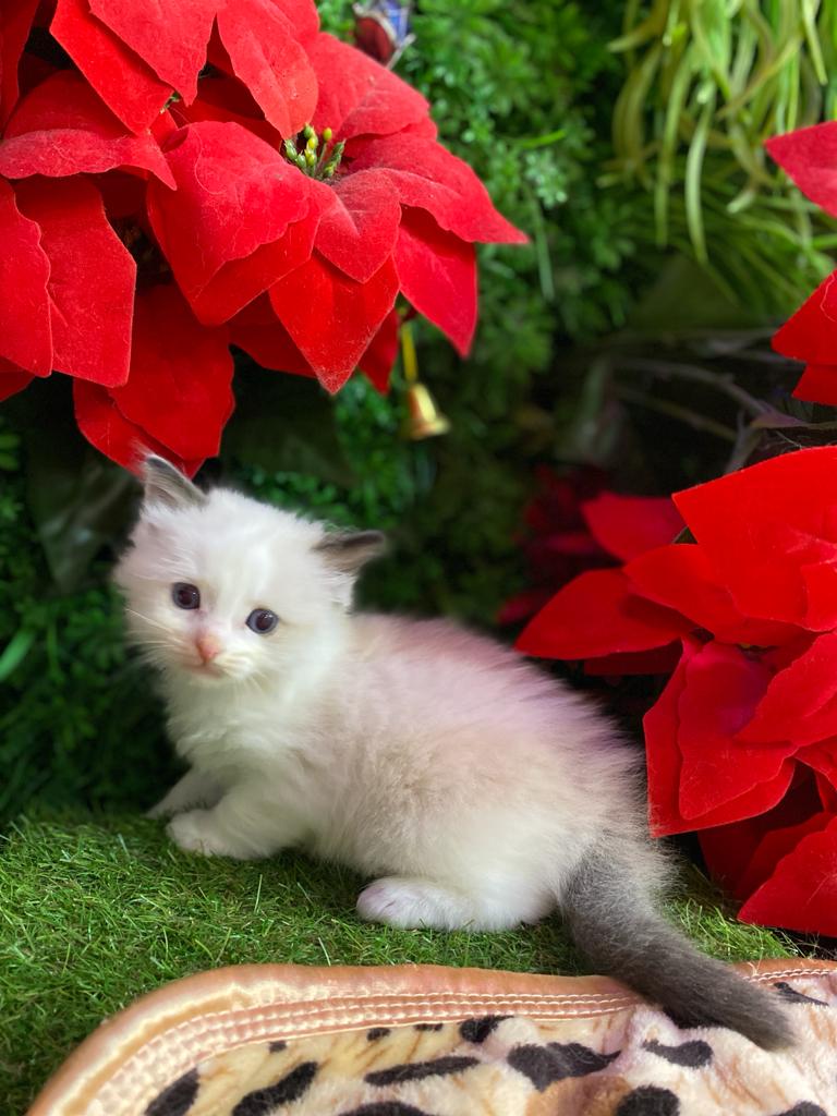 新凌志寵物店New Lenxi Pet Shop | Tsuen Wan