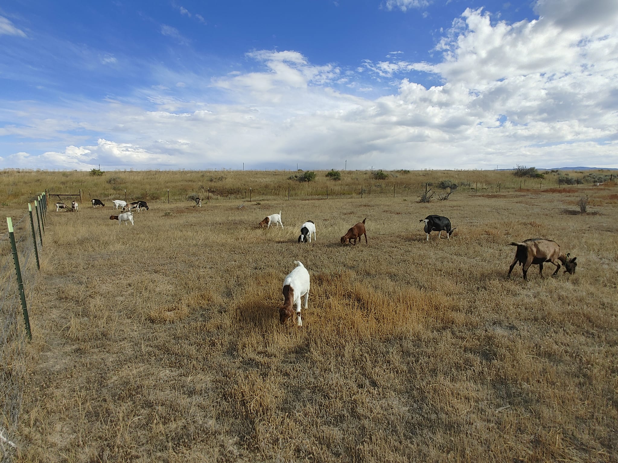 Coyote Track Ranch