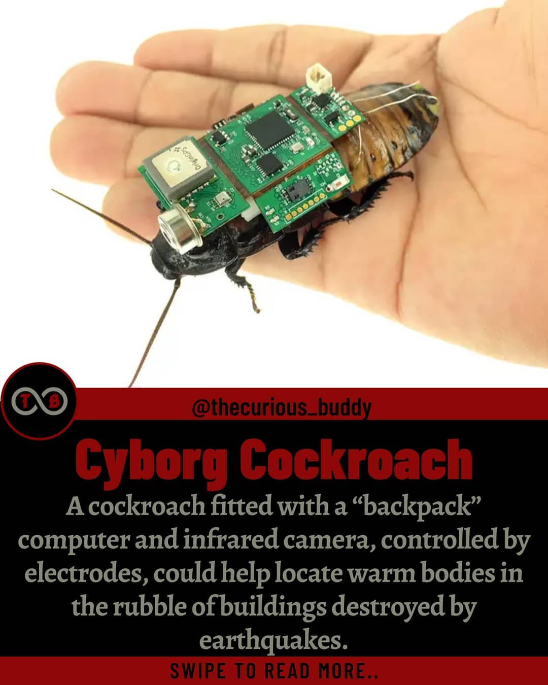 The combination cyborg cockroach is... - thecurious_buddy