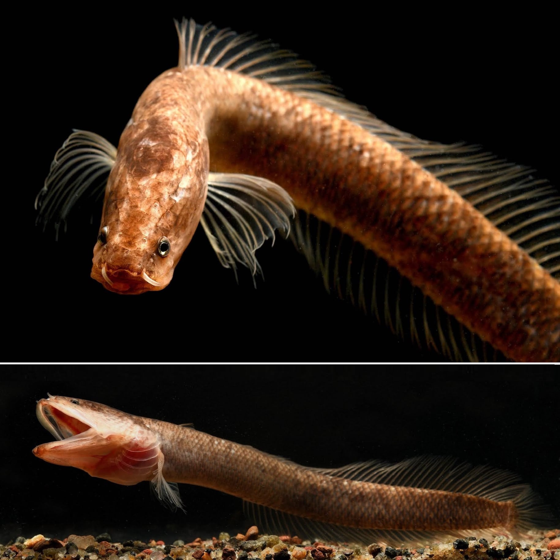 New research on the gollum snakehead, found in the subterranean