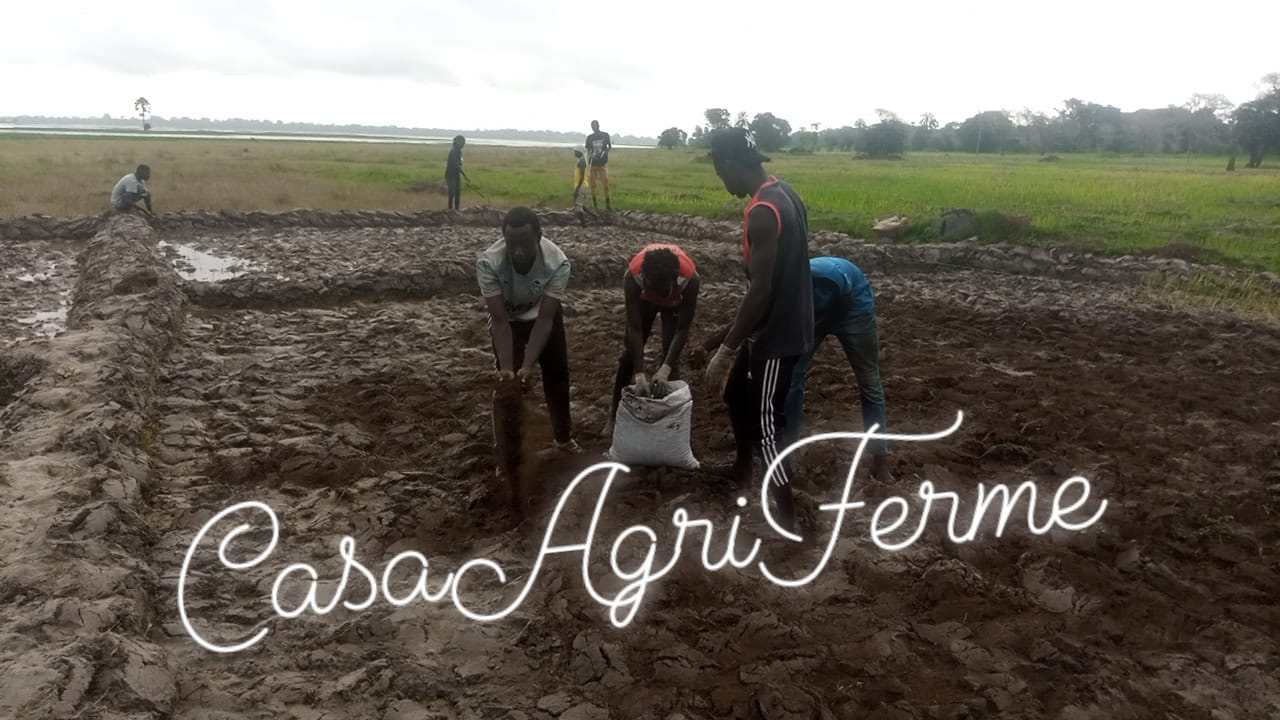 Ferme Intégrée Agricole Essoto de Diatock/Bignona | Bignona