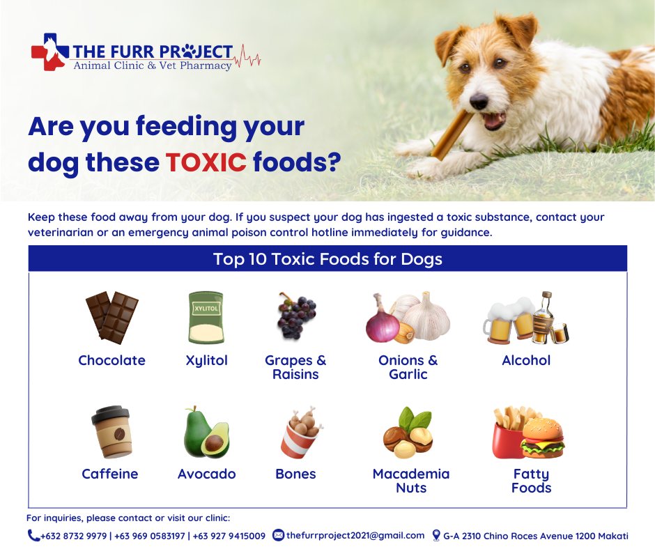 The Furr 𝐊𝐞𝐞𝐩 𝐲𝐨𝐮𝐫 𝐟𝐮𝐫𝐫𝐲 𝐟𝐫𝐢𝐞𝐧𝐝 𝐬𝐚𝐟𝐞 𝐀𝐯𝐨𝐢𝐝 𝐭𝐡𝐞𝐬𝐞 𝐭𝐨𝐱𝐢𝐜 Photo Inspiration
