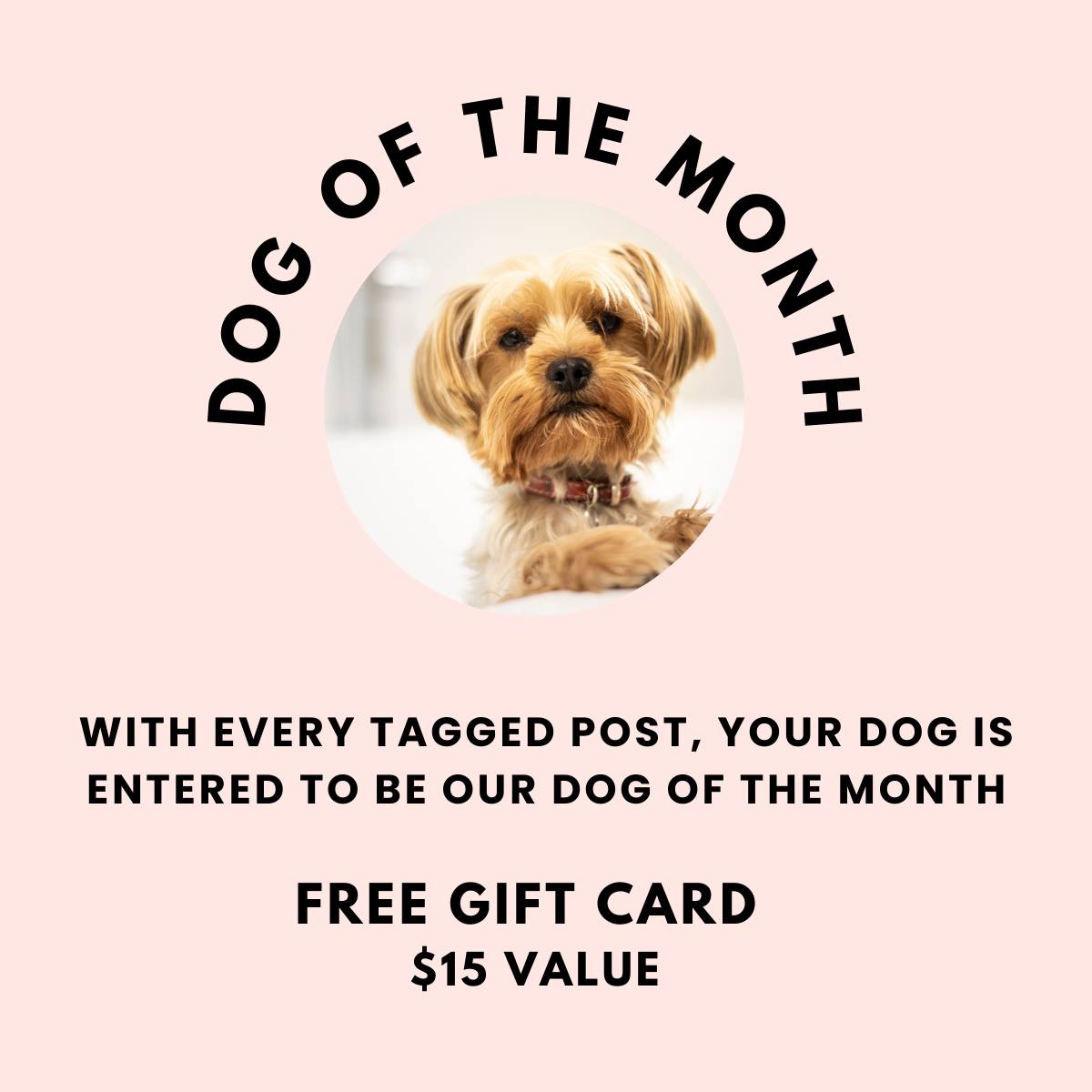 The Doggy Bag - 🎉 Enter your pup to Win our Dog of the...