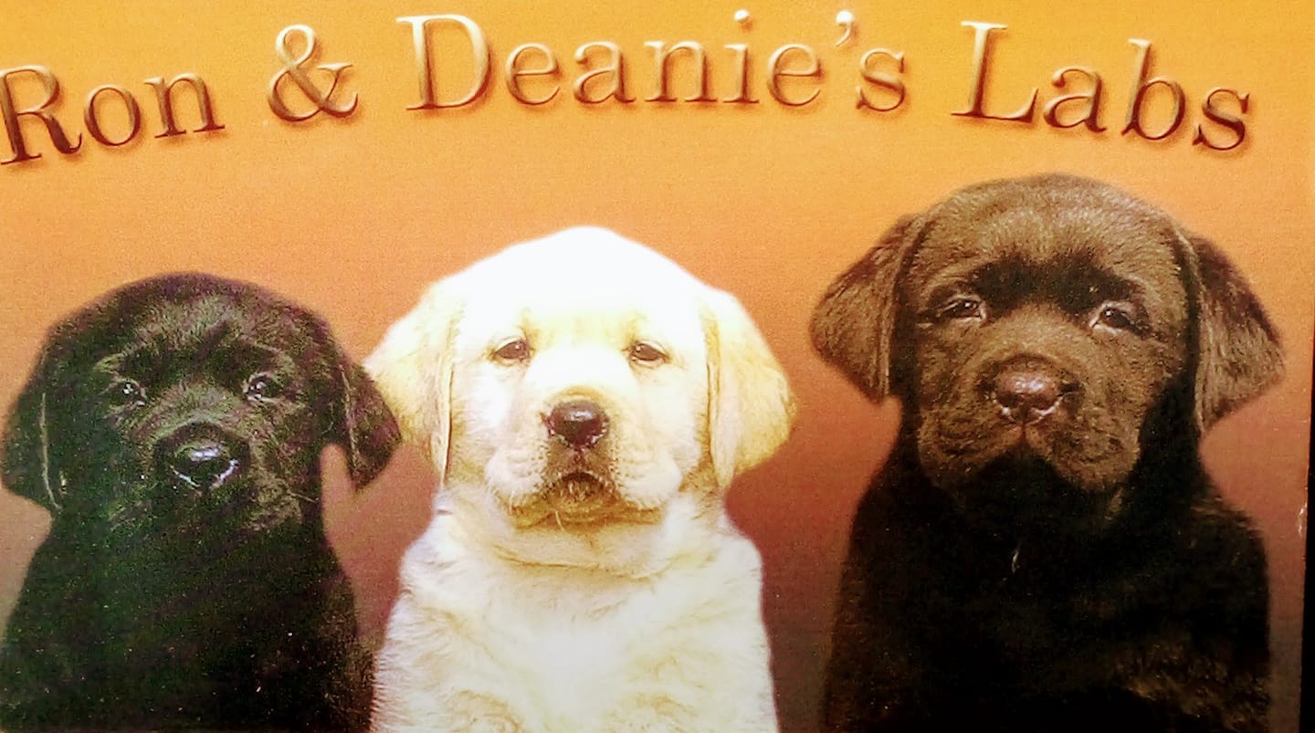 Danbury Labs - It's official Belle (Epoch's Genuine Risk) and Zeus (CH ...