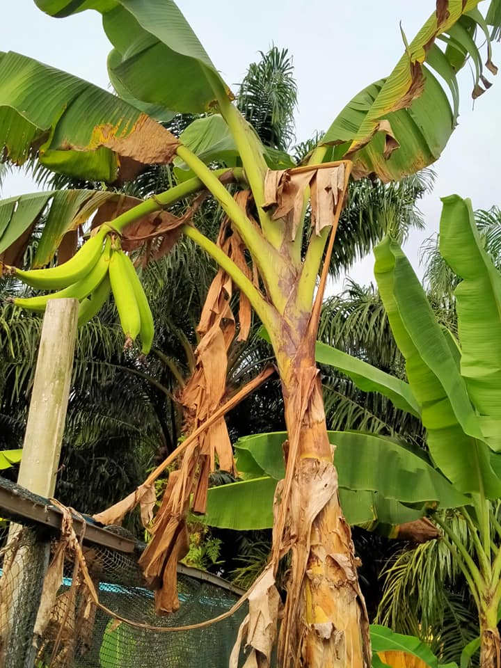 Nursery Pokok Pisang Tanduk Dan Pokok Buah Mullberry Home Facebook