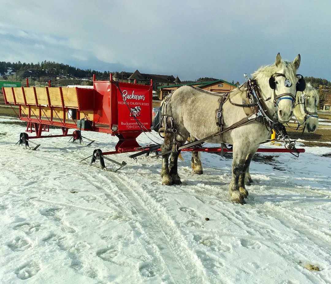 Large group or family? We... - Buckaroos Horse-Drawn Rides | Facebook