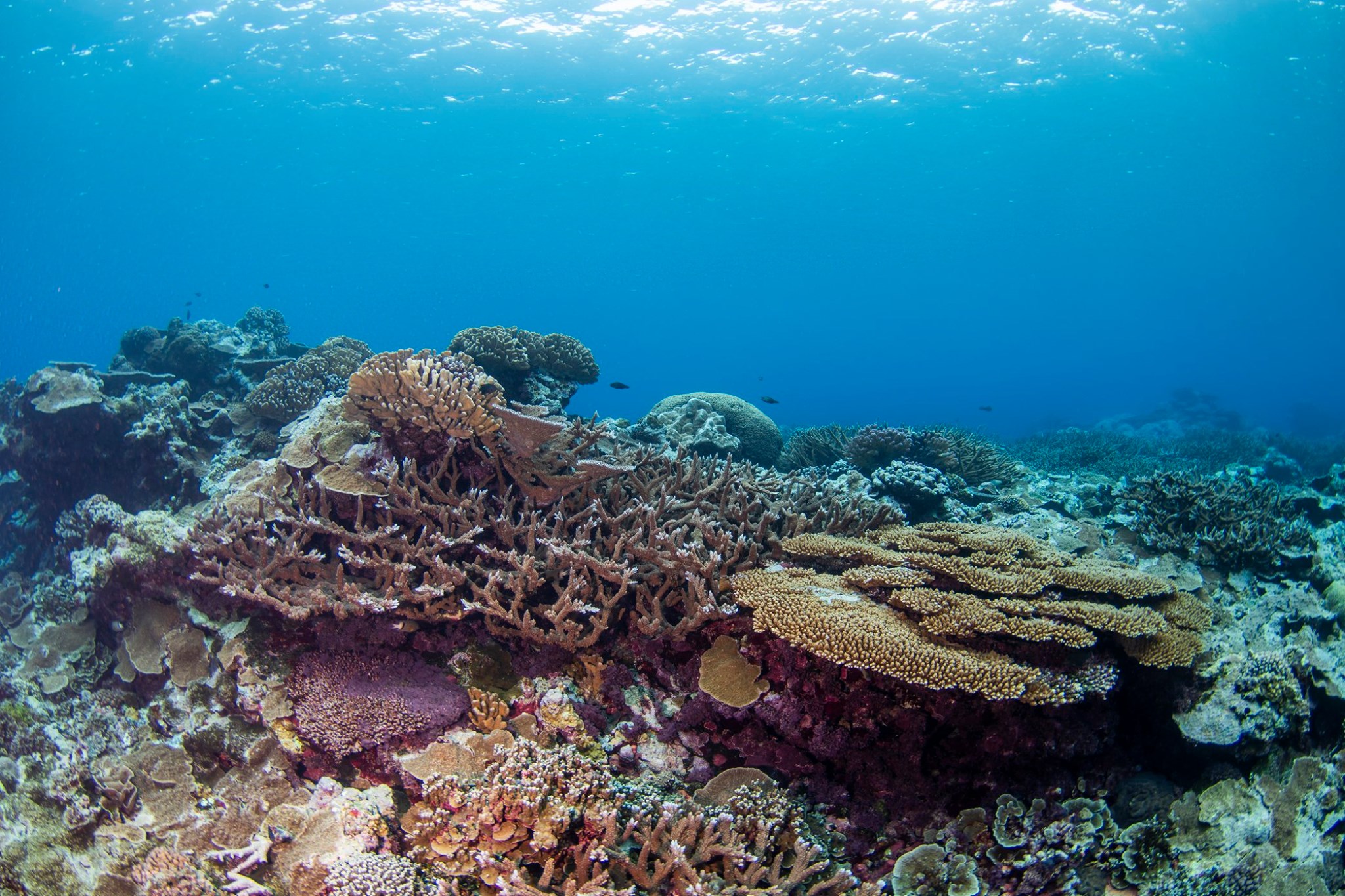 NOAA National Marine Sanctuary of American Samoa - The new episode on ...