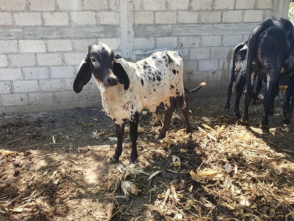 ‼️VENDIDOS HEMBRA & MACHO ‼️... - Rancho Los Jarritos | Facebook