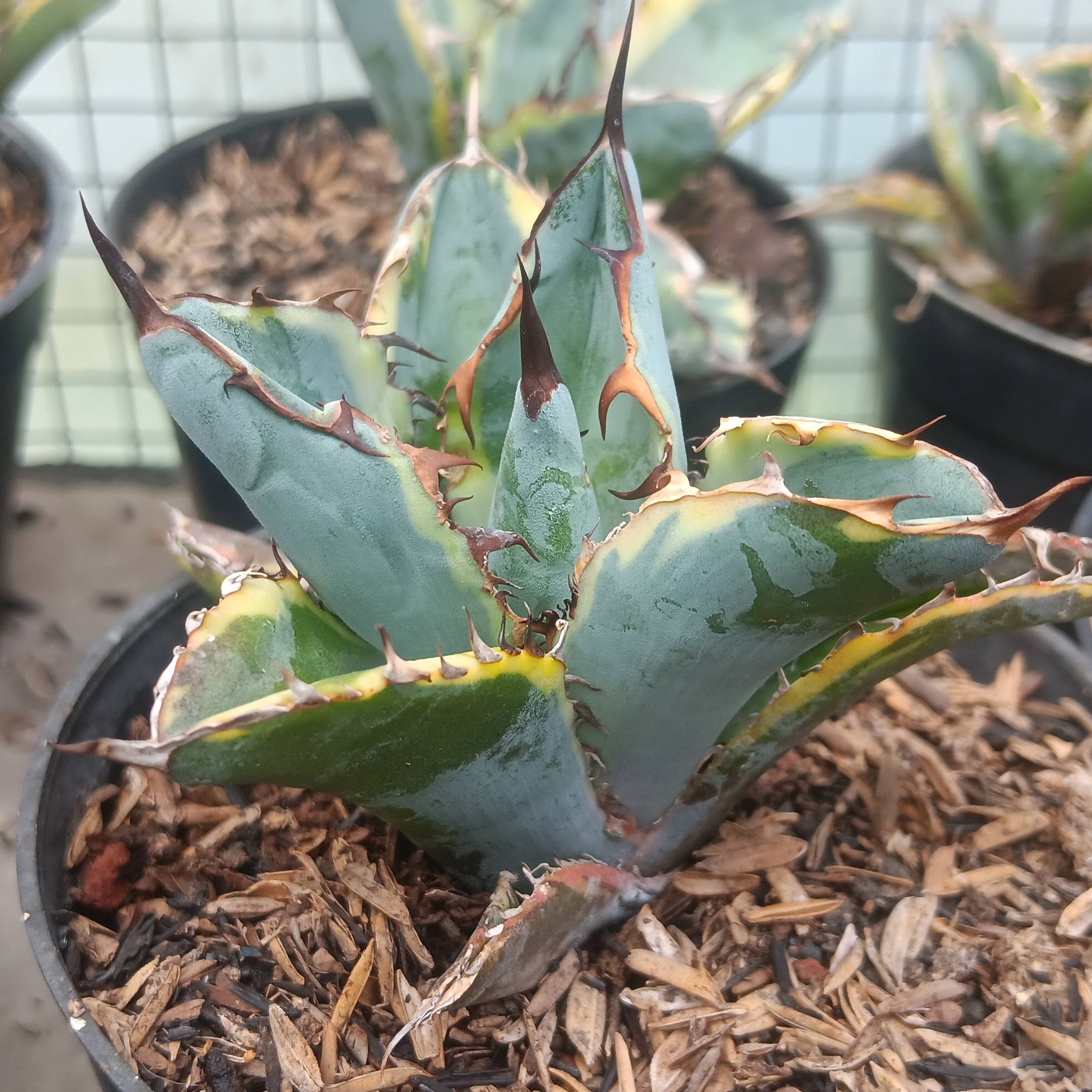 Agave Titanota Blue Diamond Whole'Sale