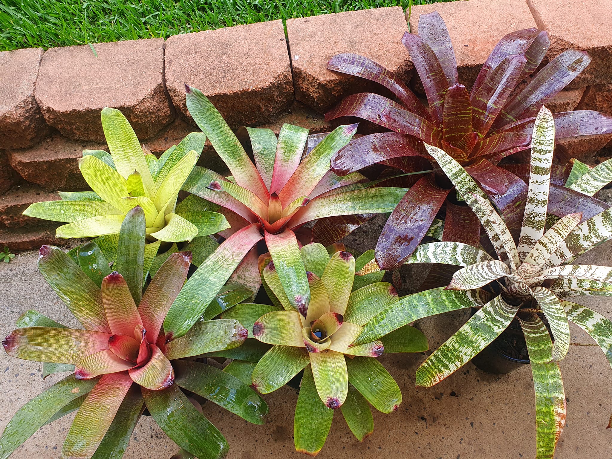 Vriesea bromeliad collection with various hybrids