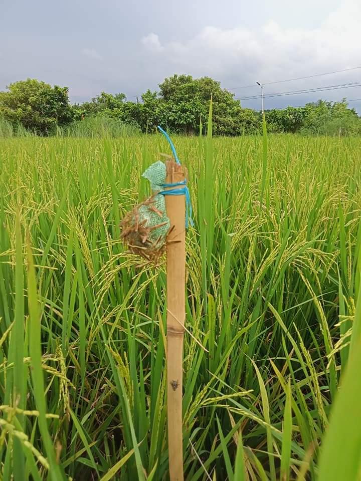 Kaedah mengawal Kesing / Cenangau... - Rice Smart Wheel | Facebook