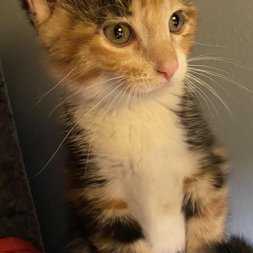 When you realize your cat daughter has become a pole dancer ...
