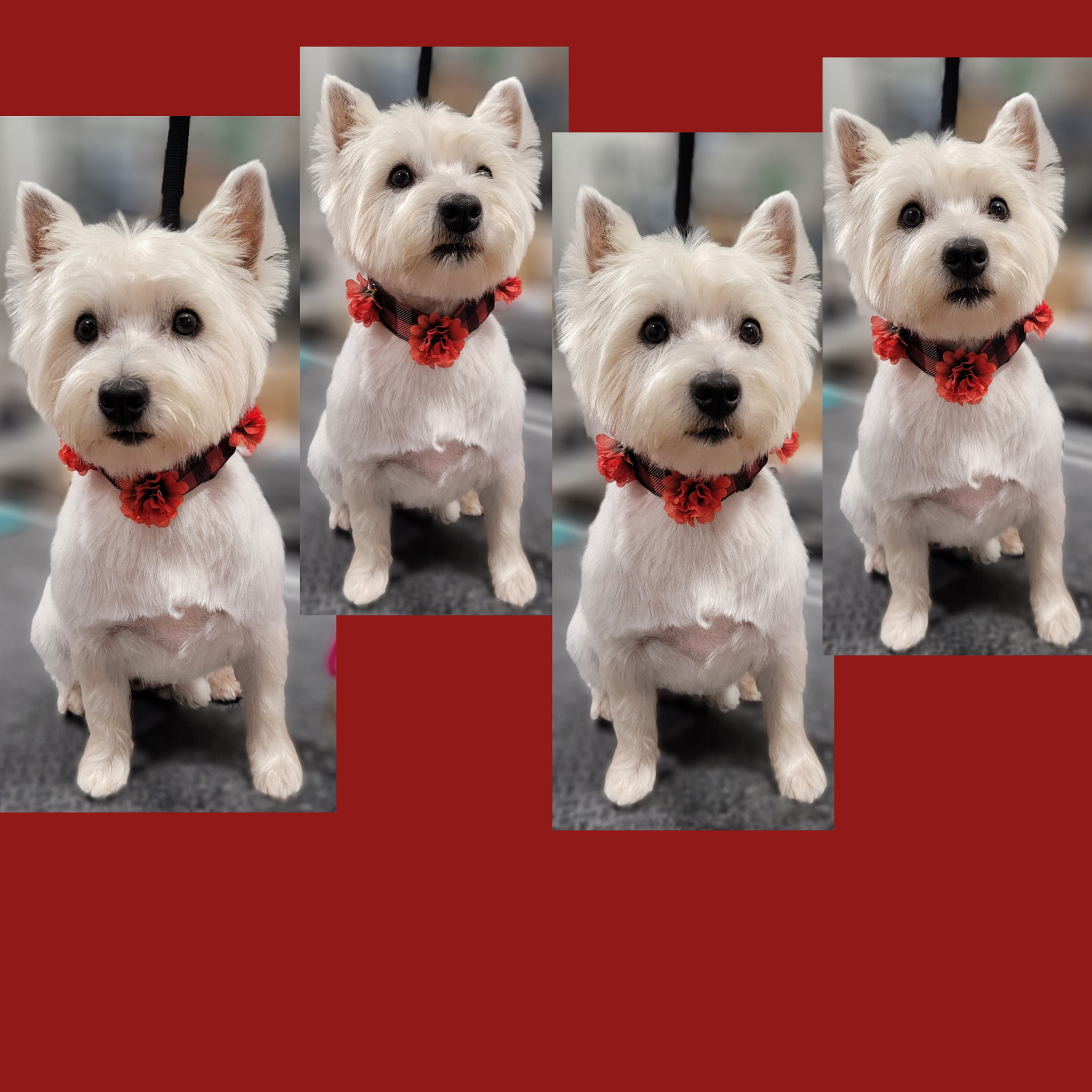 Dapper Dogs Grooming Parlor... - Dapper Dogs Grooming Parlor