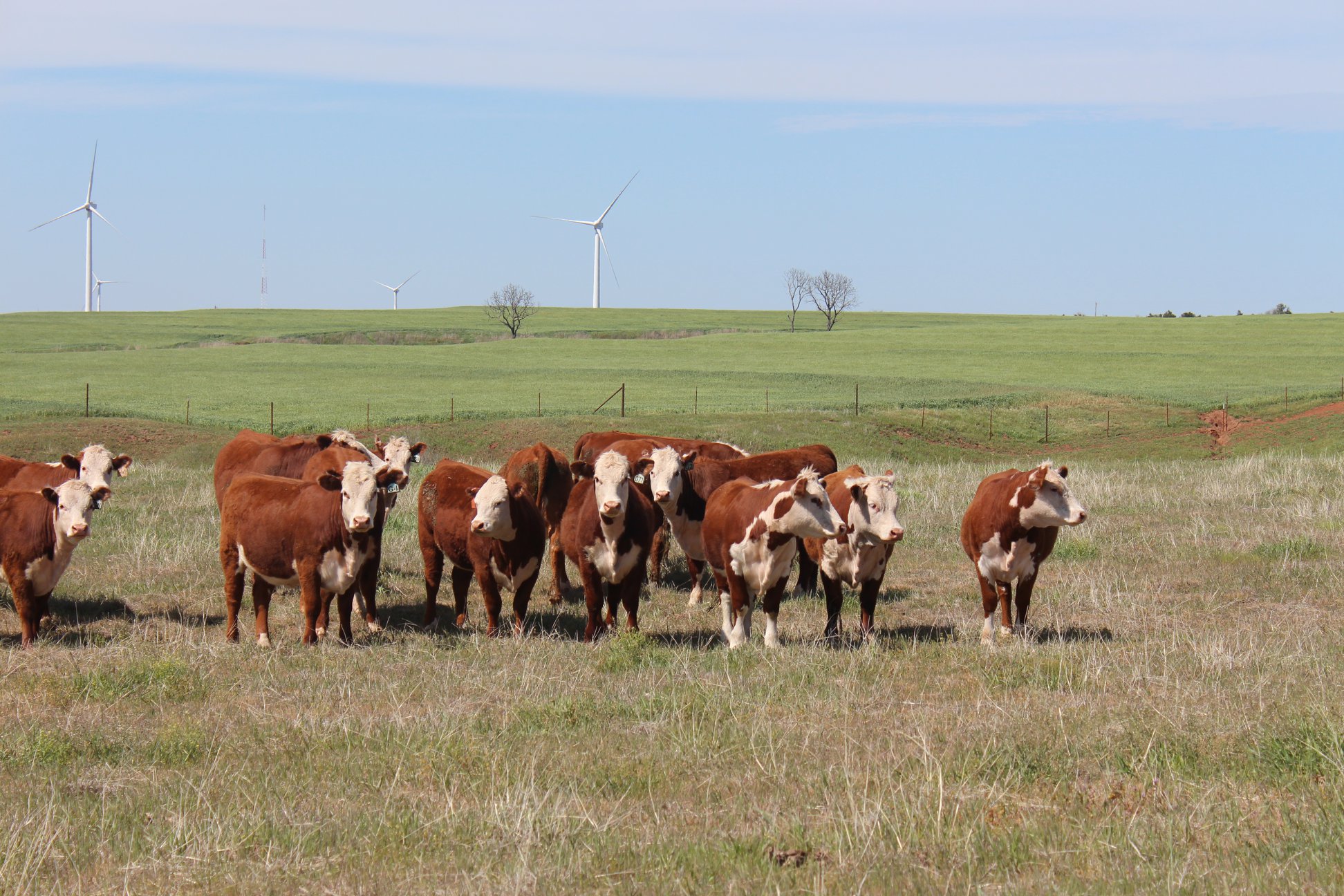 Square G Ranch | Putnam OK
