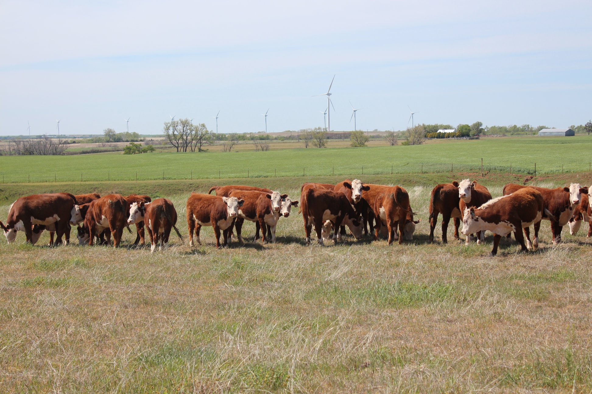 Square G Ranch | Putnam OK