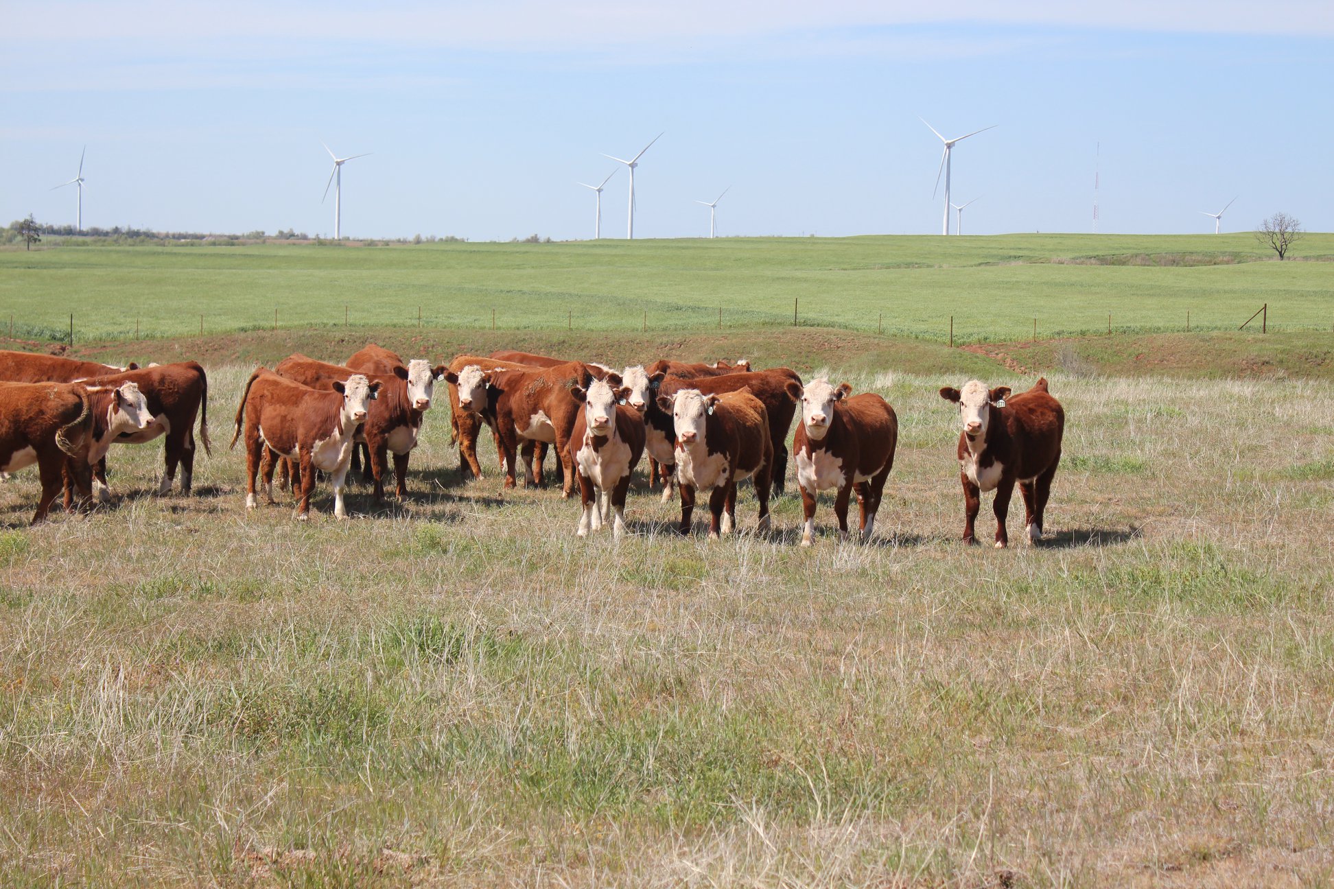 Square G Ranch | Putnam OK