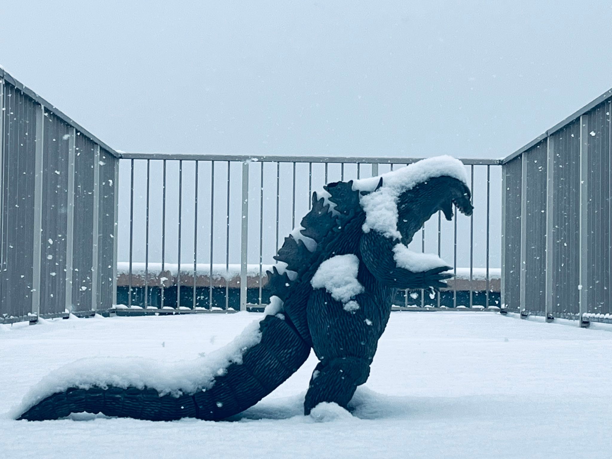 昨夜からの雪で冬眠モードに入った我が家のバルコニーの守護神（カラス