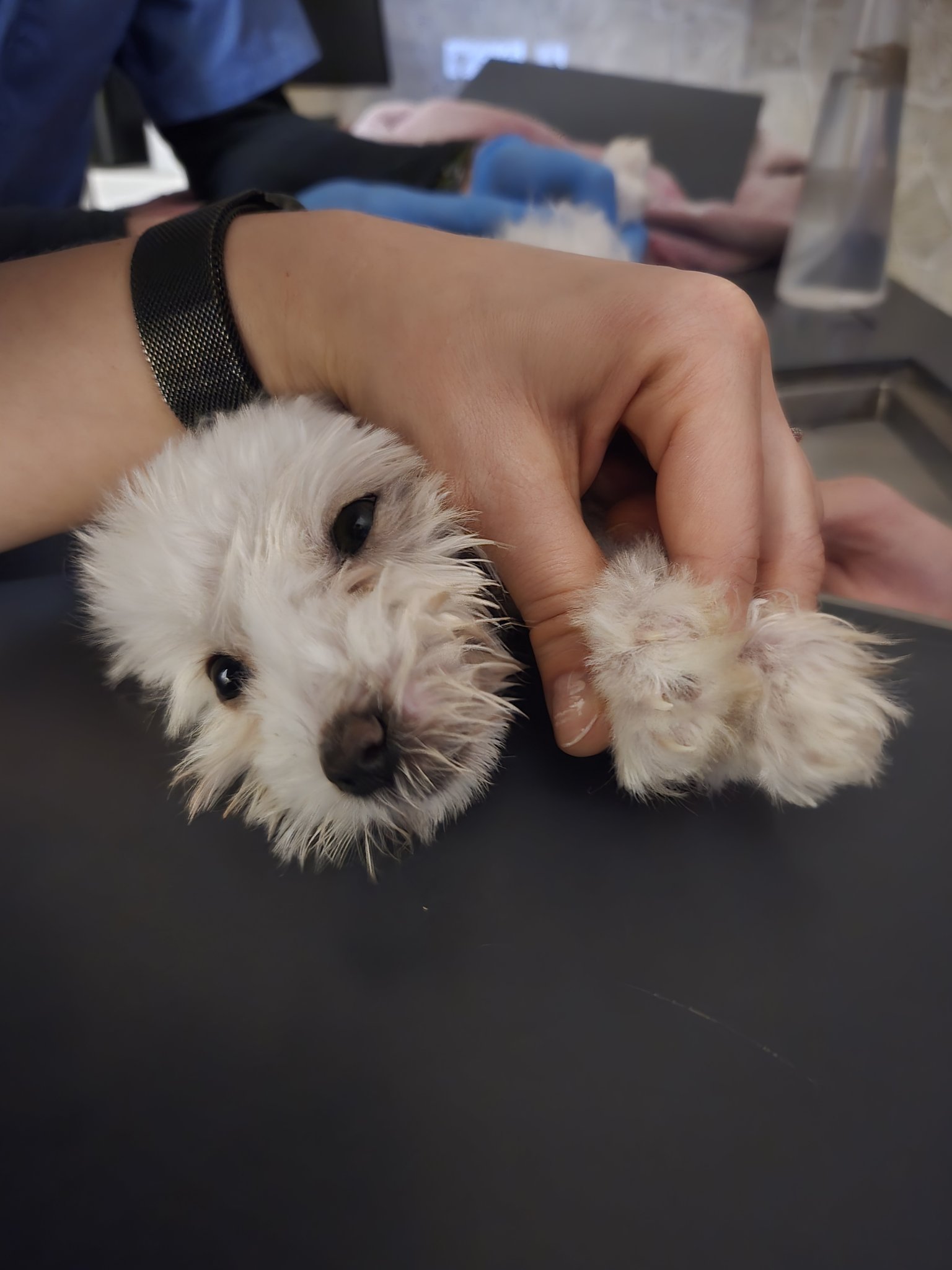 CHIPet Csapat Kutyamentő Egyesület (Budafok és környéke) | **🐾 talált ...