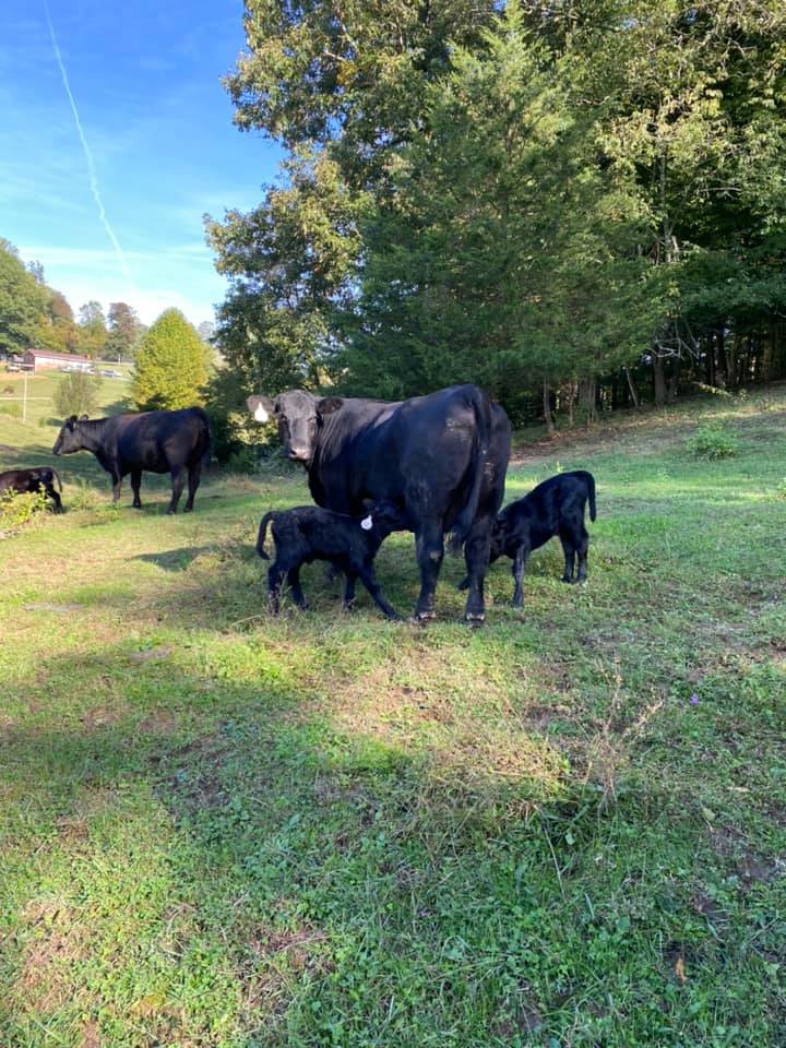Rainbow Angus Farm | Piney Flats TN