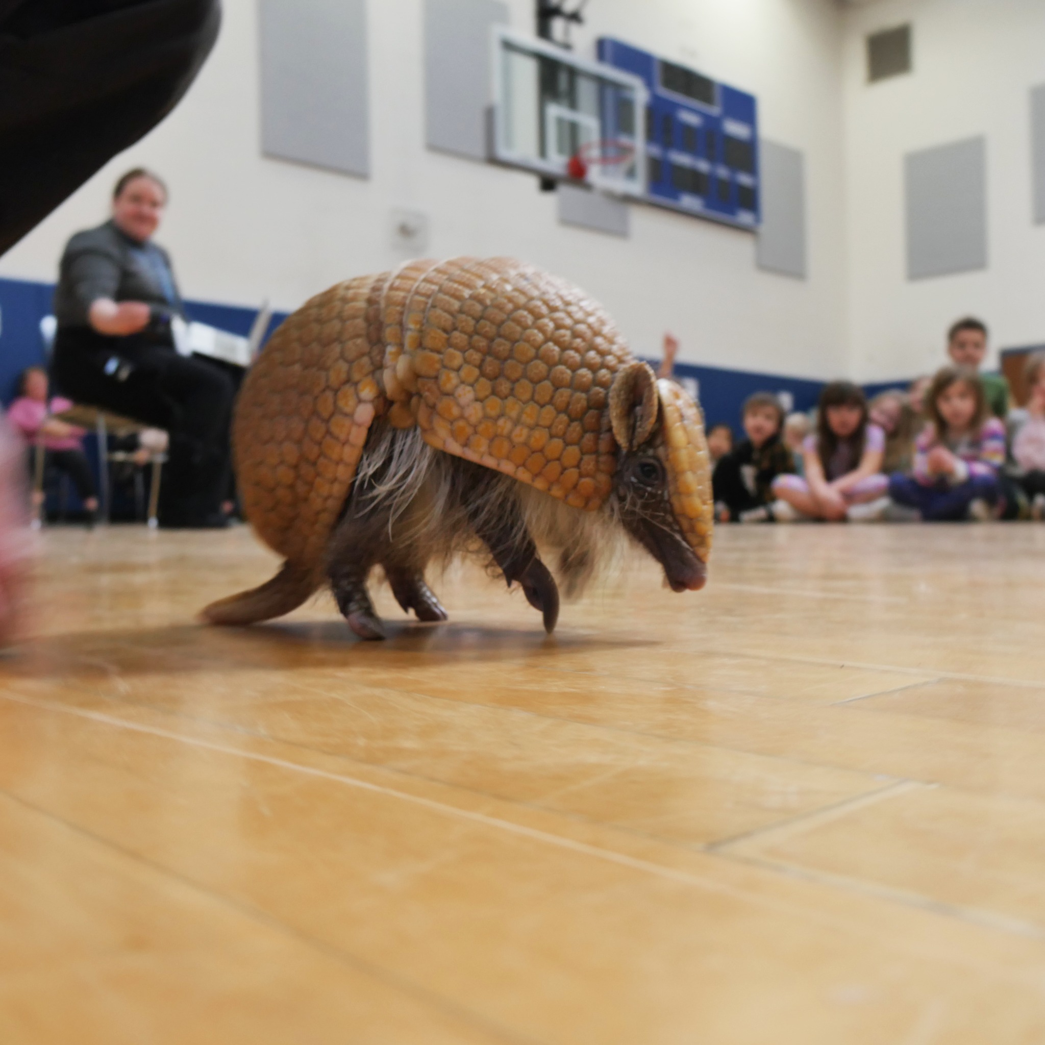 Wildlife Rockstars: Wood Library