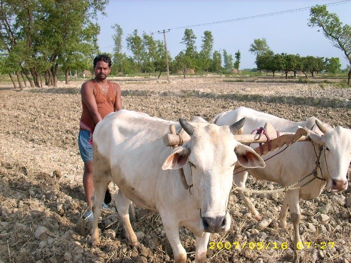 Mahottari Rural municipality | Jaleshwar