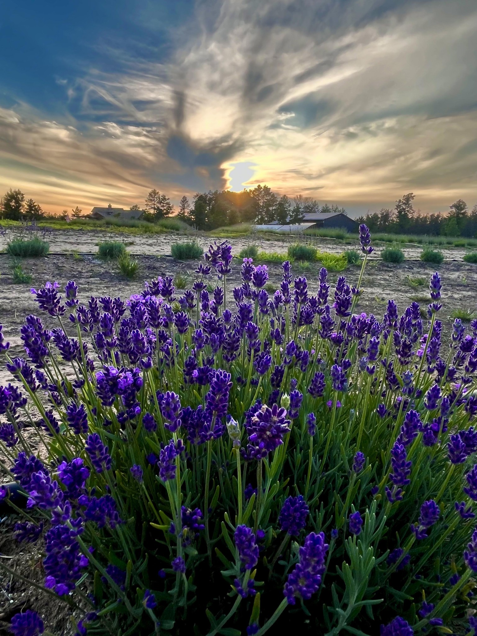 Uncommon Ranch Lavender & Herb Farm | Grayling MI