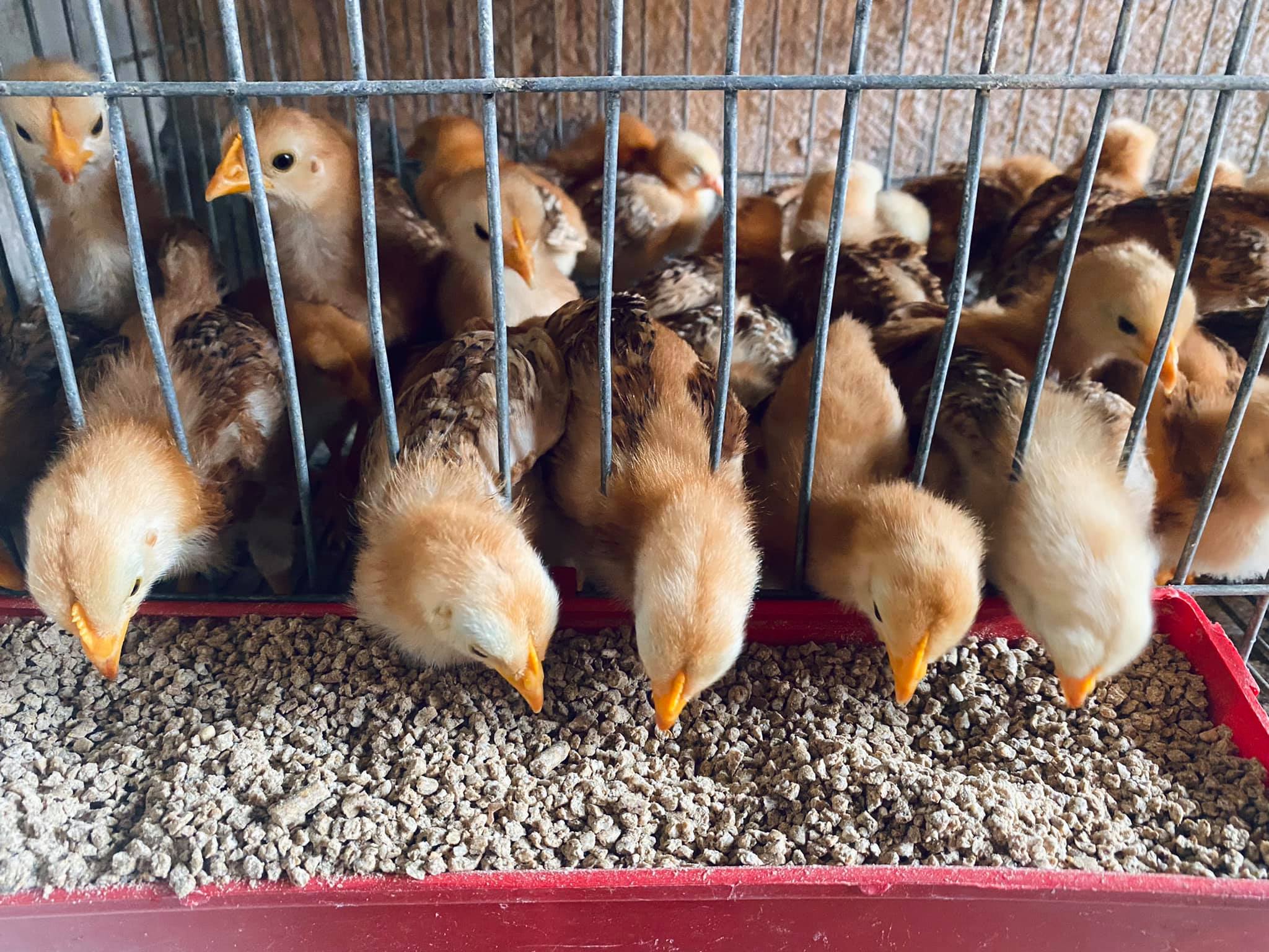 disponibles pollit@s Razas : RODHE... - Las Ponedoras Farm