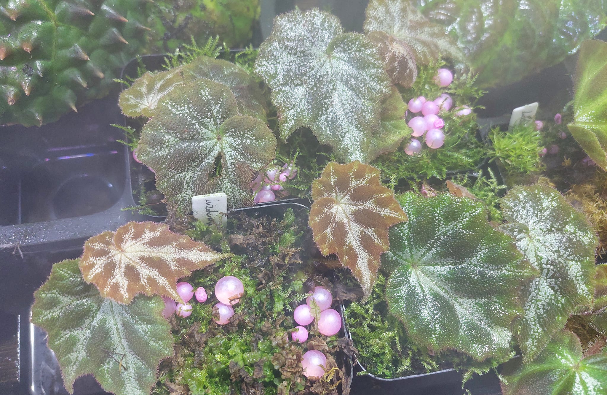 野生ベゴニアの栽培と鑑賞（中国語・英語） Chinese begonia species for collectors