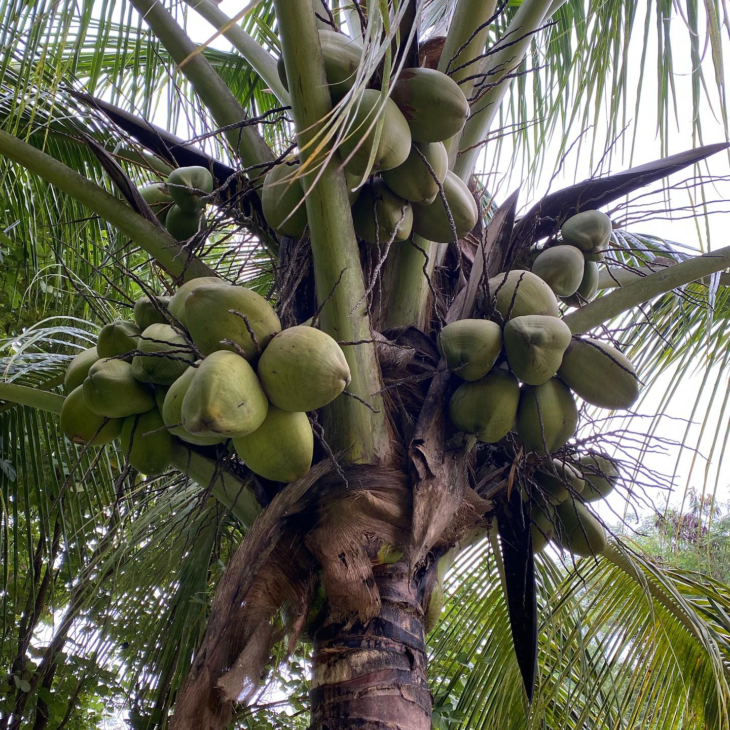Pushkara | Denkanikottai
