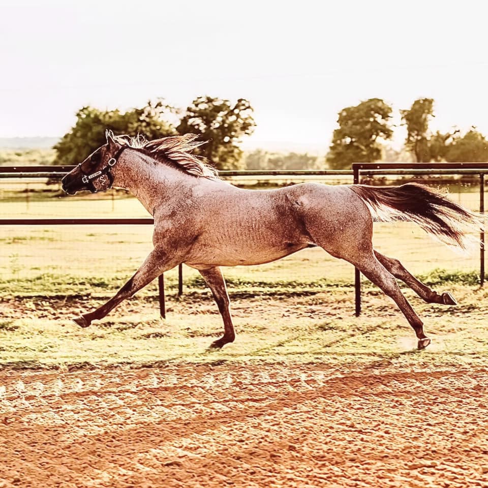 RQF - He paws fiercely, rejoicing in his strength, and charges into the ...