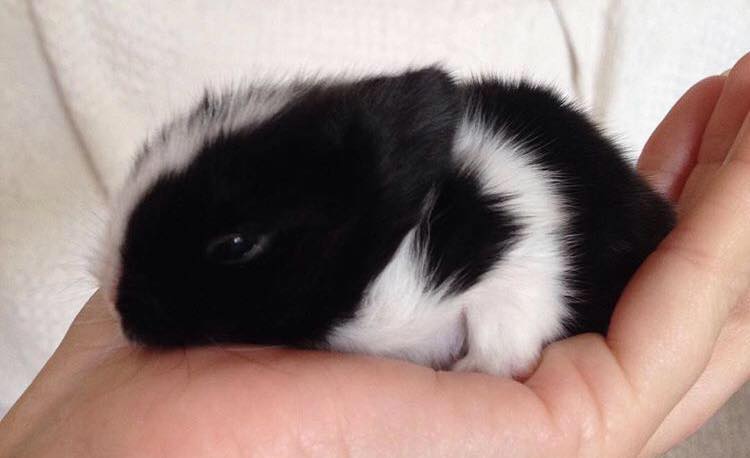Orphaned baby rabbits and hand rearing advice