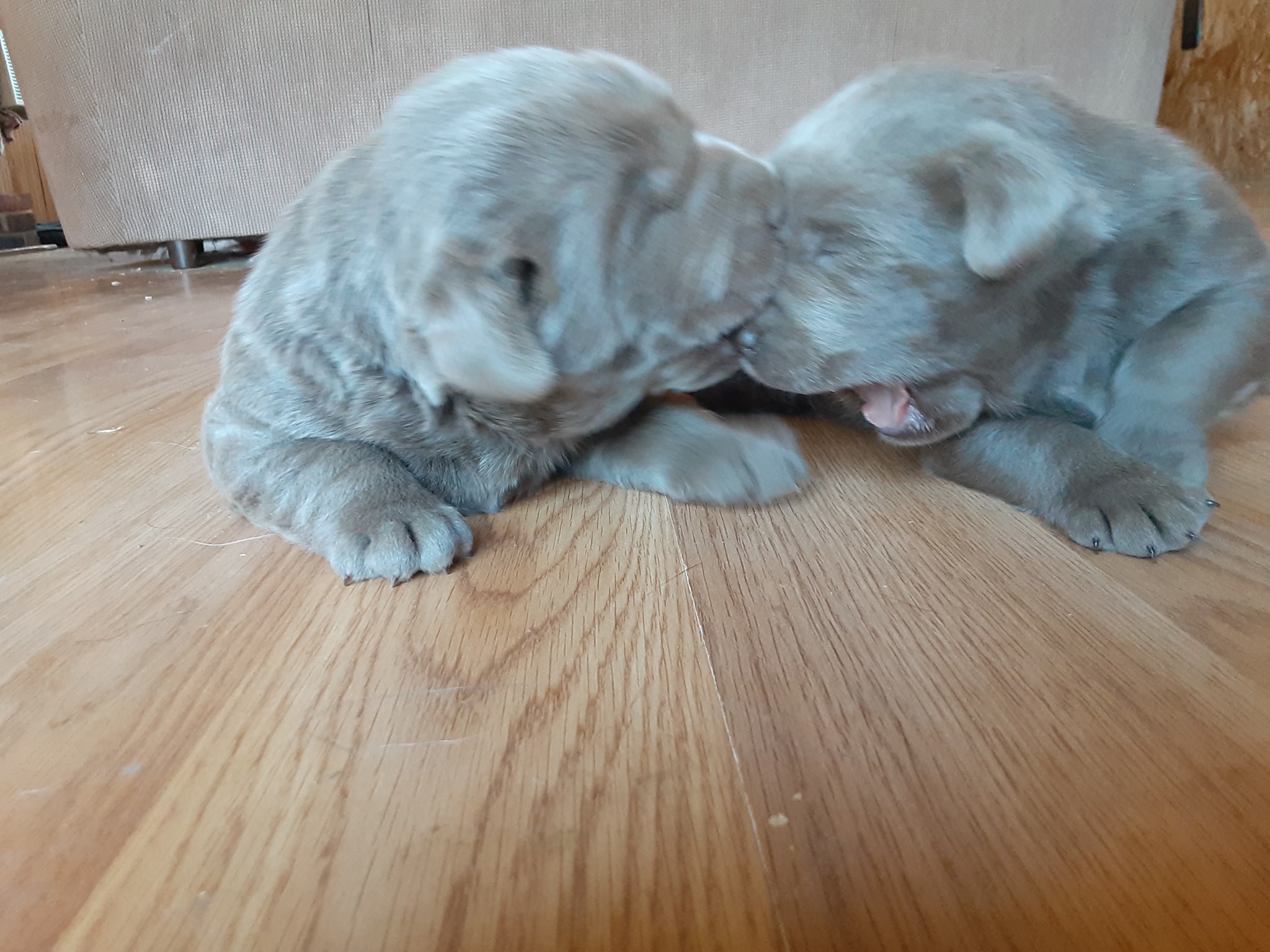 Silver Lab Ranch | Centerville PA
