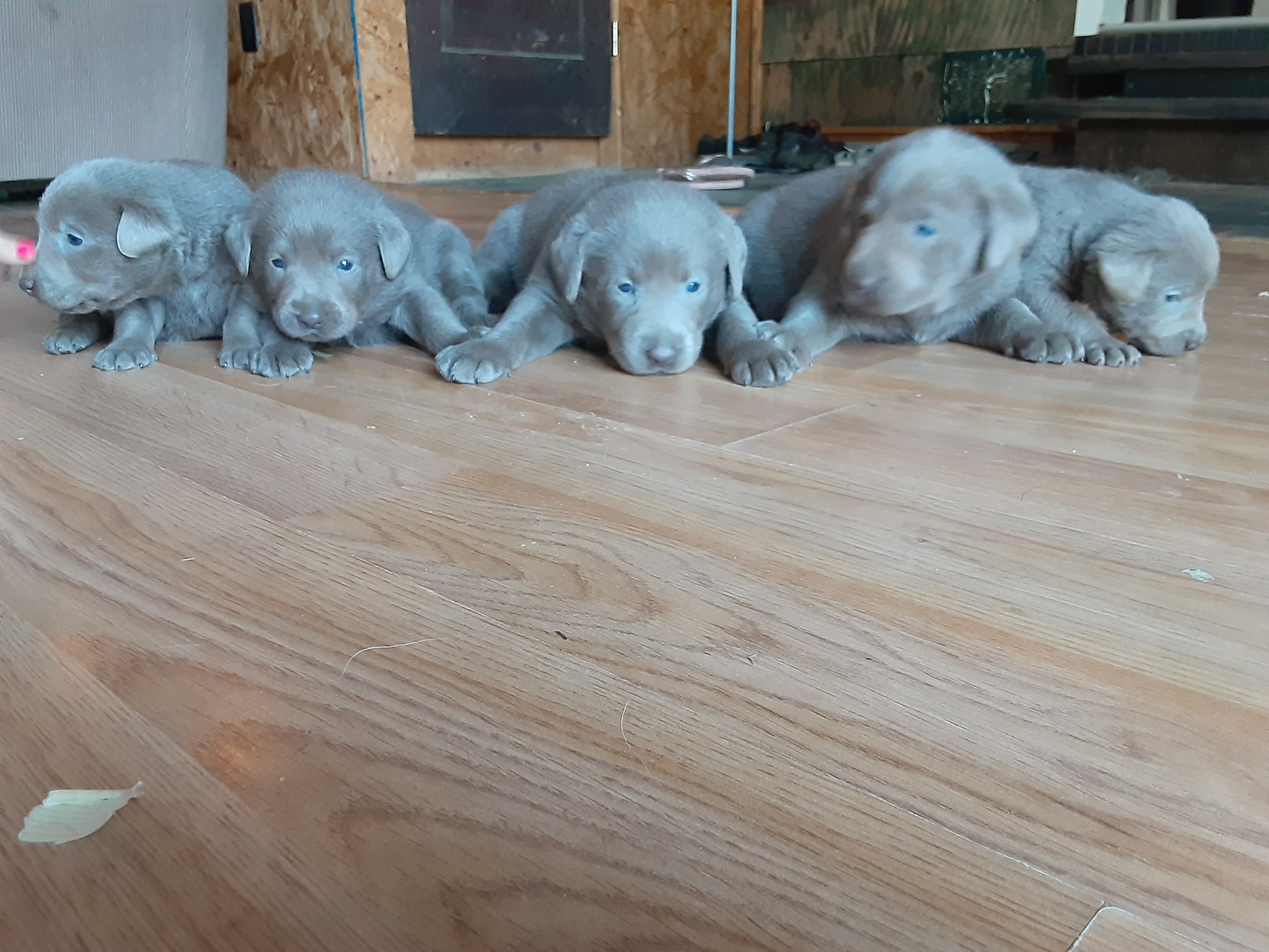 Silver Lab Ranch | Centerville PA