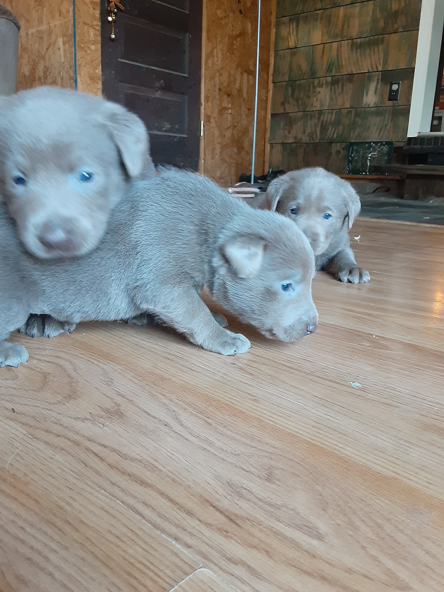 Silver Lab Ranch | Centerville PA